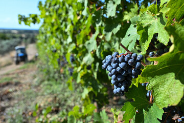 Bolgheri Cabernet Sauvignon grapes and vineyards in Tuscany for Supertuscan Sassicaia and Ornellaia wines