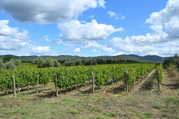 Fototapeta premium Bolgheri Cabernet Sauvignon grapes and vineyards in Tuscany for Supertuscan Sassicaia and Ornellaia wines