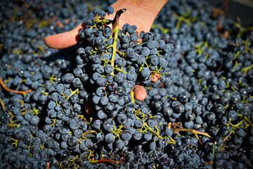 Bolgheri Cabernet Sauvignon grapes and vineyards in Tuscany for Supertuscan Sassicaia and Ornellaia wines