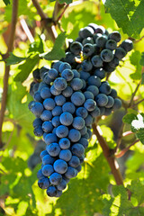 Bolgheri Cabernet Sauvignon grapes and vineyards in Tuscany for Supertuscan Sassicaia and Ornellaia wines