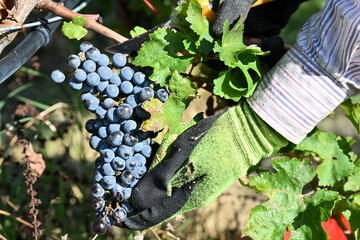 Bolgheri Cabernet Sauvignon grapes and vineyards in Tuscany for Supertuscan Sassicaia and Ornellaia...