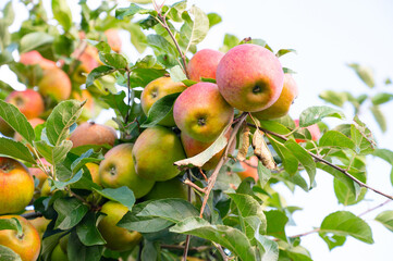 Ripe red apples growing on the tree, healthy fruits on platation, harvest in summer or autumn, agriculture farm, garden
