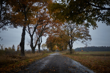 Autumn trees lining a quiet path on a cloudy day in a rural landscape.  Autumn hiking in Carpathian Mountains, Ukraine