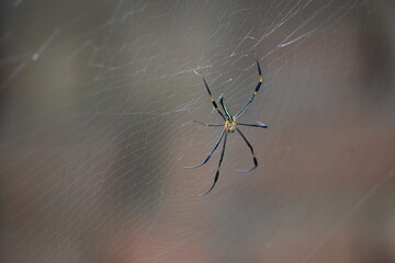 Nephila pilipes spider. Its other names golden orb weaver and giant golden orb weaver. This is a species of golden orb web spider. A big spider on its web in the forest.
