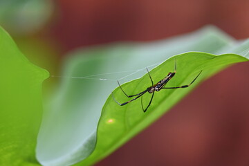 Nephila pilipes spider. Its other names golden orb weaver and giant golden orb weaver. This is a species of golden orb web spider. A big spider on its web in the forest.
