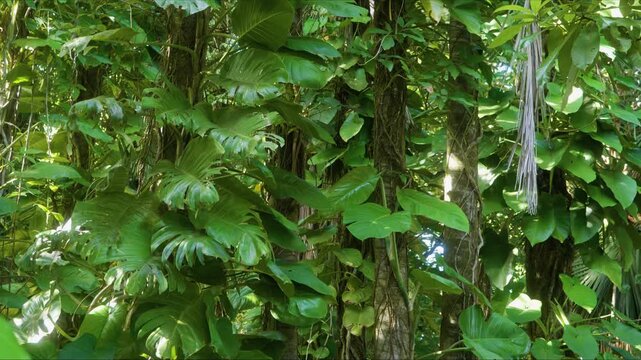 footage showcases the dense, vibrant foliage and intertwining vines characteristic of a tropical rainforest, filmed within the stunning Hawaii Tropical Bioreserve & Garden on the Big Island