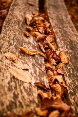 Leaves scattered on a weathered wooden bench in a serene autumn setting near a park pathway. Autumn hiking in Carpathian Mountains, Ukraine