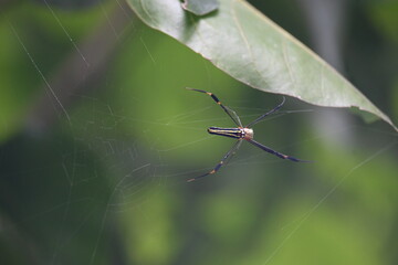 Nephila pilipes spider. Its other names golden orb weaver and giant golden orb weaver. This is a species of golden orb web spider. A big spider on its web in the forest.
