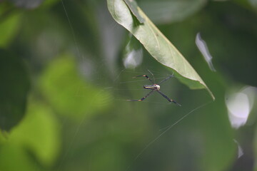 Nephila pilipes spider. Its other names golden orb weaver and giant golden orb weaver. This is a species of golden orb web spider. A big spider on its web in the forest.
