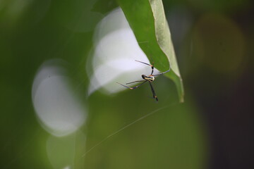 Nephila pilipes spider. Its other names golden orb weaver and giant golden orb weaver. This is a species of golden orb web spider. A big spider on its web in the forest.
