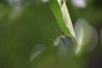 Nephila pilipes spider. Its other names golden orb weaver and giant golden orb weaver. This is a species of golden orb web spider. A big spider on its web in the forest.
