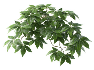 Obraz premium Lush green plant with vibrant leaves, a closeup of nature's beauty closeup
