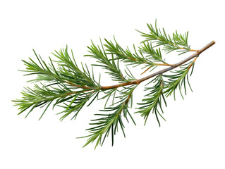 Fragrant sprig of rosemary, a closeup of culinary herb's aromatic leaves and woody stem