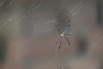 Nephila pilipes spider. Its other names golden orb weaver and giant golden orb weaver. This is a species of golden orb web spider. A big spider on its web in the forest.
