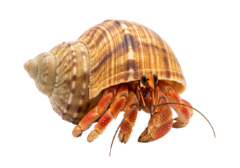 Close-up of a vibrant hermit crab nestled within its intricately patterned seashell, showcasing the rich hues of its shell and its bright orange appendages against a stark black background.