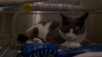 Gray and white cat regains consciousness in a cage after undergoing surgery. The feline rests quietly, eyes closed, in a veterinary clinic's recovery area, surrounded by sterile equipment