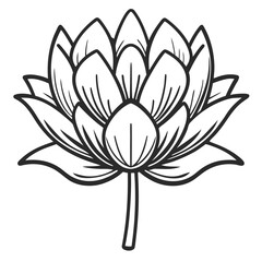 Fototapeta premium Black and white line drawing of a lotus flower on a white background bloom blossom
