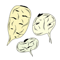 Color illustration of raw white Japanese radish of different shapes on white