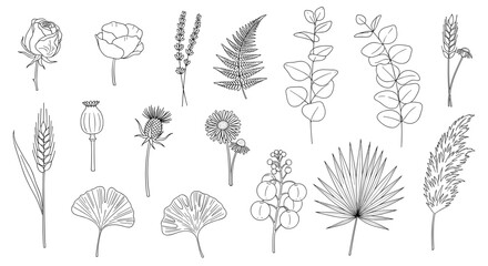 Botanical illustration featuring various flowers leaves and plant life