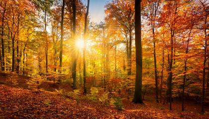 Fototapeta premium Sunlight Filters Through A Vibrant Autumn Forest With Colorful Trees