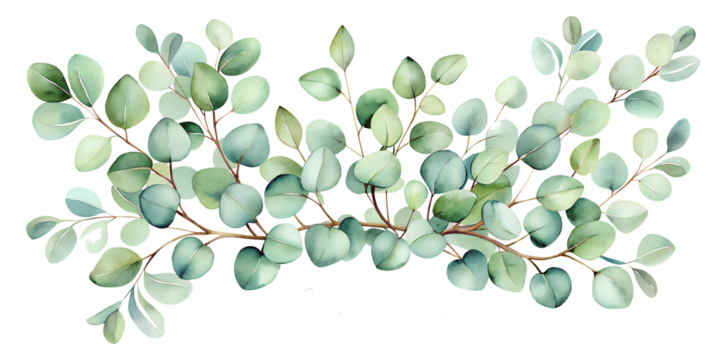 Photo of delicate watercolor illustration of eucalyptus branches with soft green leaves, isolated on a transparent background