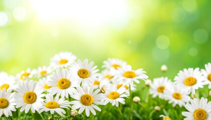 Bright daisies in a verdant setting © Capster