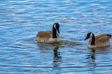 canada goose family