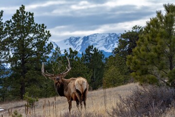 bull elk in rocky mountain national park