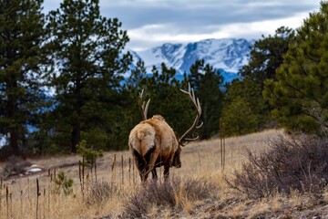 elk in yellowstone national park
