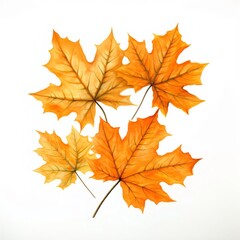 Fototapeta premium 秋のオレンジ色メープルリーフ白背景にクローズアップ