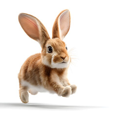 Obraz premium Cute Bunny