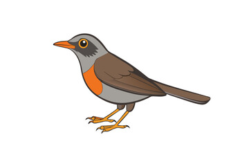 robin isolated on white background