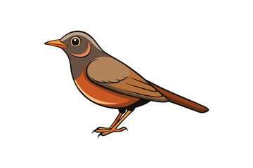 robin isolated on white background