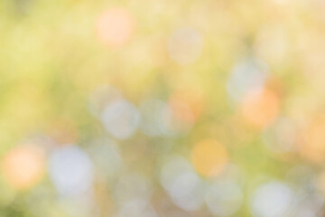 Abstract background of defocused lights yellow, orange, white and green. Blurred plants as background.