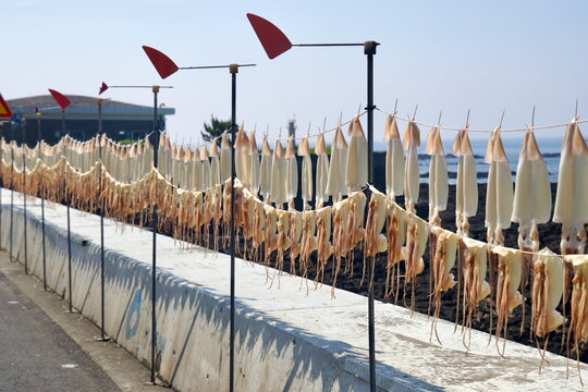 Close Rows of Drying Squid