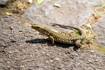 Close-up of a common wall lizard (Podarcis muralis) basking in the sun on a stone surface in Switzerland