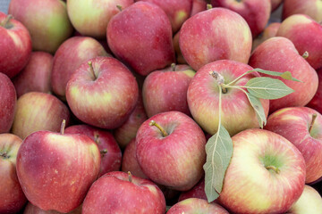 Close-Up of Organic Red Apples with Leaves
