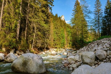 Clear mountain stream rushing between boulders in a coniferous forest. Rocky peak rises in the background. Peaceful summer nature scene from the mountains of Slovakia.