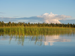 A large white cloud over a lake during a calm summer. A cloud is reflected in a lake. Reeds on the lake