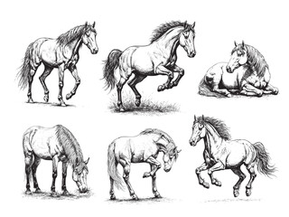 Vintage engraving illustration of horses in different poses, black and white hand drawn style