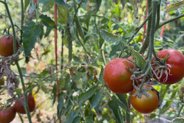 Ripe tomatoes in a home garden, selective focus.