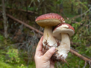 Two edible porcini mushrooms with brown caps in a humans hand