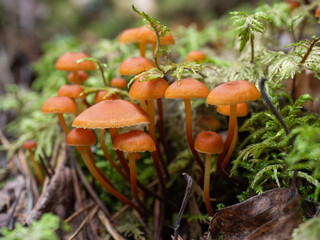 Small orange mushrooms with thin stems and lamellar caps among green moss in the forest in autumn