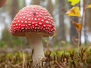 Red-capped fly agarics with white spots in the autumn forest, poisonous mushroom