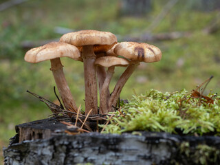 Small mushrooms on a tree stump covered with green moss in the forest in autumn