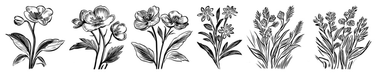 PNG Vintage floral botanical illustrations, element set on transparent background