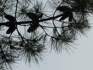  close-up shiluette view of a pine tree branch against a cloudy sky. The dark green needles and pinecones are silhouetted, creating a natural, tex