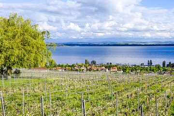 Auvernier, Weindorf, Weinberge, Winzerhäuser, Weinbauer, Neuenburgersee, Seeufer, Wanderweg, Frühling, Sommer, Neuenburg, Schweiz
