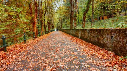Autumn scene featuring a path blanketed with orange leaves, revealing a winding walkway, layered foliage, textured stones, and gentle light, inviting a quiet stroll through a serene woodland setting