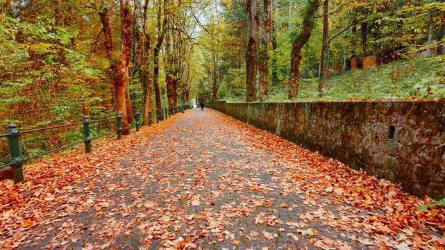 Autumn scene featuring a path blanketed with orange leaves, revealing a winding walkway, layered foliage, textured stones, and gentle light, inviting a quiet stroll through a serene woodland setting